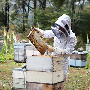 apiculteur