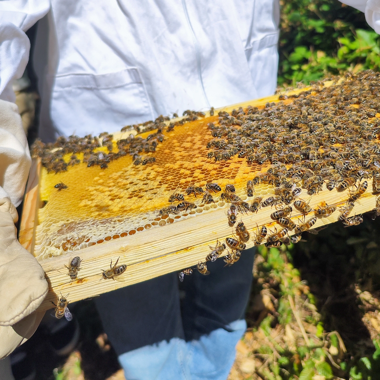 Cadre de ruche - visite apiculteur confiserie pinson