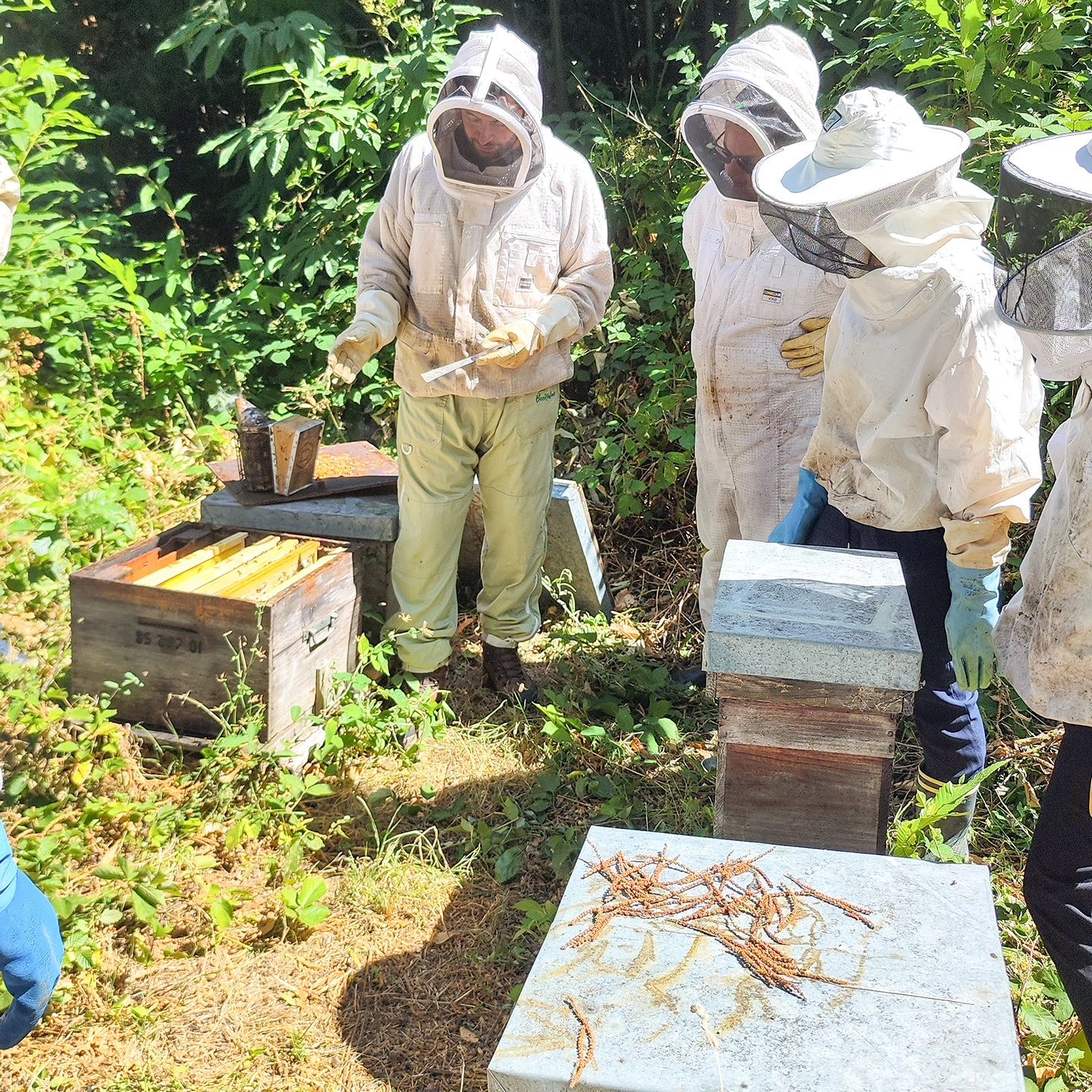 Visite apiculteur - confiserie pinson